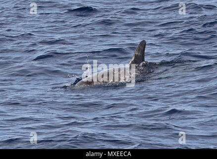 Risso's Dolphin (Grampus griseus) adult at surface  eastern Atlantic Ocean, north of Cape Verde                 May Stock Photo