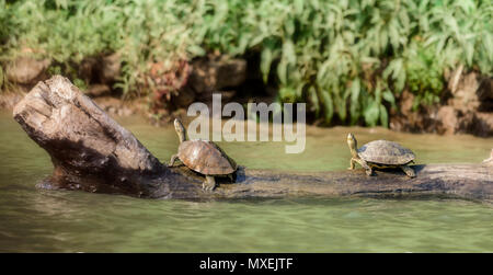 Two Indian Roofed Turtles, Kachuga tecta, basking in the sun, Mahanadi river bank inside Satkosia Tiger Reserve, copy space Stock Photo