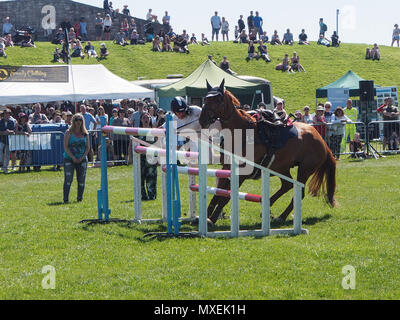 A rider falls from her horse during a showjumping event Stock Photo