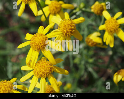 The common wildflower Jacobaea vulgaris Stock Photo