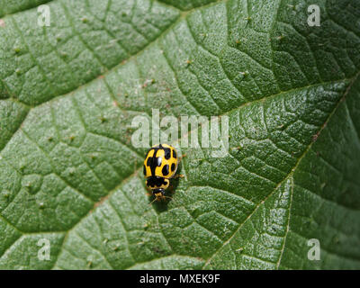Propylea quatuordecimpunctata, 14 spotted ladybird on a leaf Stock Photo