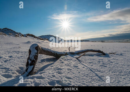 Floating wood at beach covered in snow sunny Stock Photo