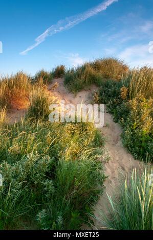 Path leading through a sand dune Stock Photo - Alamy