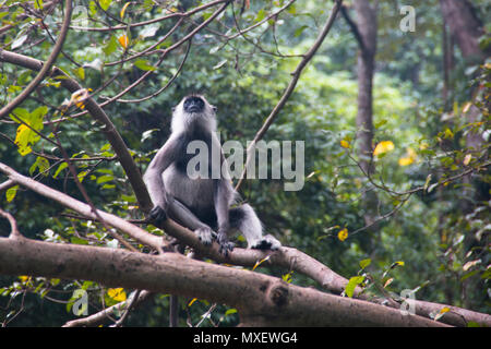 Tufted Gray Langurs, a kind of monkey living in Sri Lanka, can be found around Lion's rock in Sigiriya Stock Photo