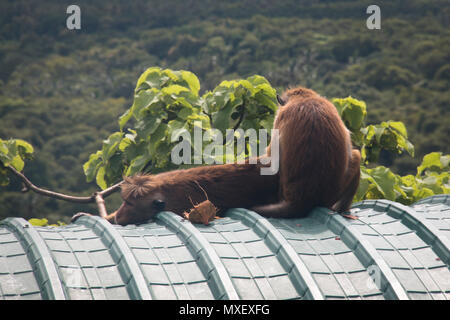 Mono verde africano de Barbados