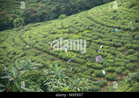 KANDY, SRI LANKA - DECEMBER 2017: Women picking tea on the tea fields near Kandy in Sri Lanka Stock Photo