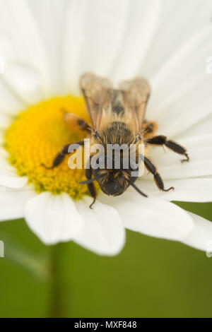 Female hairy-footed flower bee (Anthophora plumipes) on an ox-eye daisy at Denbies Hillside in Surrey, UK Stock Photo