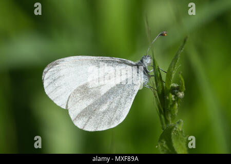 Wood white butterfly (Leptidea sinapis) in Oaken Wood, part of the Chiddingfold Forest SSSI, Surrey, UK Stock Photo