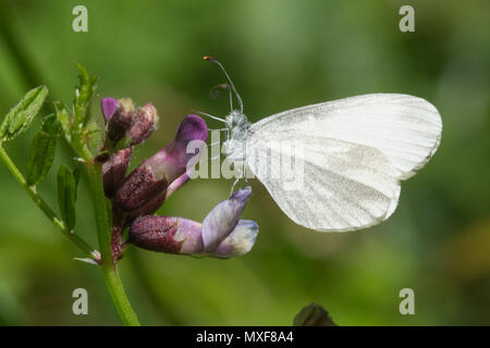 Wood white butterfly (Leptidea sinapis) nectaring on vetch wildflowers in Oaken Wood, part of the Chiddingfold Forest SSSI, Surrey, UK Stock Photo