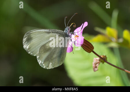 Wood white butterfly (Leptidea sinapis) nectaring on a pink herb Robert flower in Oaken Wood, part of the Chiddingfold Forest SSSI, Surrey, UK Stock Photo