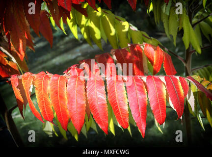 Rhus glabra est pulchra emblemata hortum herba cuius folia verto rubro aut flavo in autumno. Stock Photo