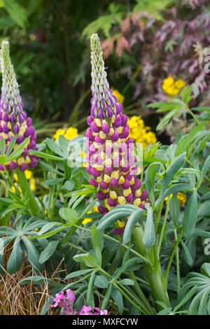 Lupinus 'Manhattan Lights' flower. Stock Photo