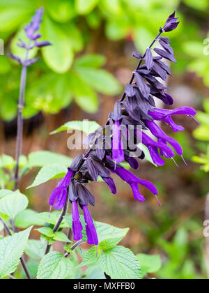 Purple flowered Salvia 'Amistad' provides a long display of rich purple tubular flowers Stock Photo