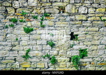 Part of the old stone wall with vegetation Stock Photo