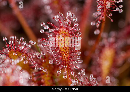 An oblong-leaved sundew, Drosera intermedia, in morning sunlight with the sticky mucilage used to trap insects glistening. The plant secretes the muci