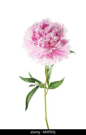 Pink peony flower isolated on white