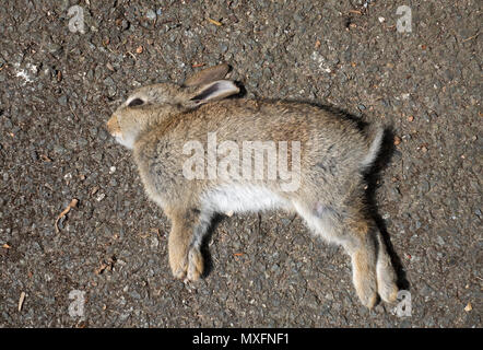 dead baby young rabbit kit Stock Photo