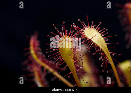 Leaves and sticky tentacles, or stalks, of an oblong-leaved sundew, Drosera intermedia. The plant secretes sticky mucilage from glands on the ends of  Stock Photo