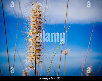 low level view of single bright  yellow reed against a blue sky background Stock Photo