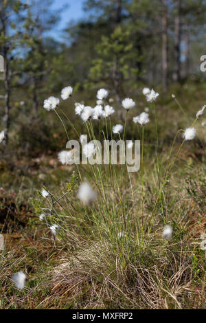 Close-up of hare's tail cottongrass or tussock cottongrass (Eriophorum vaginatum) in wetland, blooming in the summer in Finland on a sunny day. Stock Photo