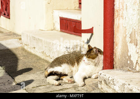A white and grey adult stray cat lying in the sun at the end of the day, on the narrow sidewalk of an old street, between the front steps of the townh Stock Photo