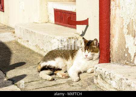 A white and grey adult stray cat lying in the sun at the end of the day, on the narrow sidewalk of an old street, between the front steps of the townh Stock Photo
