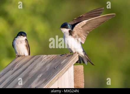 Tree swallow (Tachycineta bicolor) near bird house, Iowa, USA Stock Photo