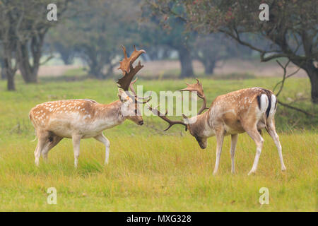 Two large Fallow Deer stags, Dama Dama, fighting during rutting season on a green natural meadow.