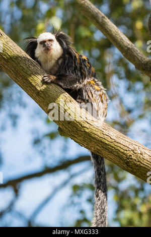 Close up of a white-headed marmoset (Callithrix geoffroyi) primate foraging in a tree. Also known as the tufted-ear  or Geoffrey's marmoset, is a marm Stock Photo