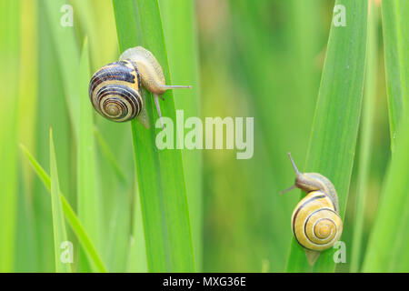 Close up of two grove snails, brown-lipped snail (Cepaea nemoralis) breeding, mating, feeding and climbing green reeds in a garden. Stock Photo