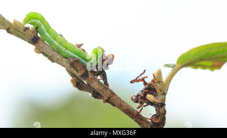 Closeup of a caterpillar or larva of a angle shades moth (Phlogophora meticulosa) feeding leaves in nature. Stock Photo