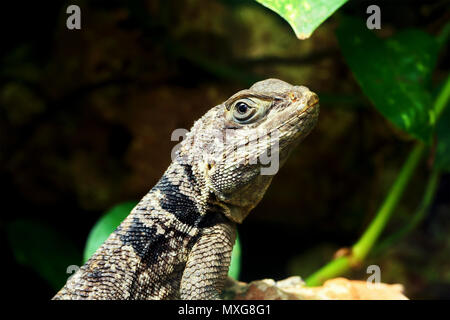 Green small lizard gecko close up macro in terrarium Stock Photo