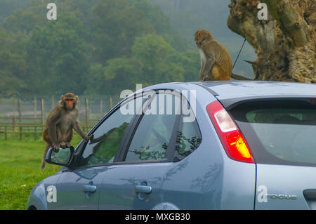 Monkeys on a car in Longleat Safari Park, UK. Rhesus monkeys. Riding on car. Rhesus Macaque. Macaca mulatta. Drive through safari park Stock Photo