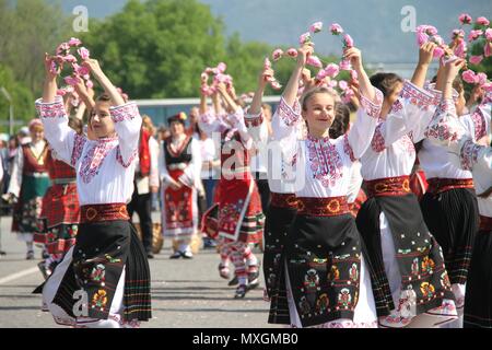 Казанлыкская роза фото