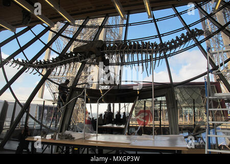 02 June 2018, France, Paris: The skeleton of a Theropod dinosaur in the Eiffel Tower before the start of an auction. The 8, 7 metre long dinosaur skeletion was discovered in the US state Wyoming with French data from the auction house Aguttes. The estimated price lies between 1, 2 and 1, 8 million euros. Photo: Pol O Gradaigh/dpa Stock Photo