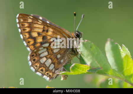 Duke of Burgundy fritillary butterfly (Hamearis lucina) underside. Underside of male insect in the family Riodinidae, perched on leaf Stock Photo