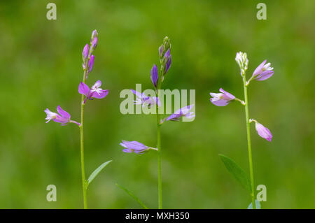 Common milkwort (Polygala vulgaris) colour forms. Variations of flowers of plant in the family Polygalaceae, a typical species of calcareous grassland Stock Photo