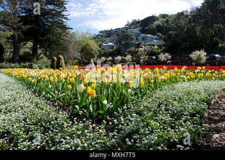 Flowers in the Wellington Botanical Gardens, New Zealand Stock Photo