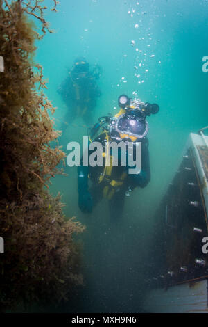 Petty Officer 3rd Class Sean Black, assigned to Mobile Diving Salvage Unit (MDSU) 1, and a Royal Australian Navy Diver, prepare for an underwater welding exercise during Exercise Dugong 2016, in Sydney, Australia, Nov. 9, 2016. Dugong is a bi-lateral U.S Navy and Royal Australian Navy training exercise, advancing tactical level U.S. service component integration, capacity, and interoperability with Australian Clearance Diving Team (AUSCDT) ONE. (U.S. Navy Combat Camera photo by Petty Officer 1st Class Arthurgwain L. Marquez) Stock Photo