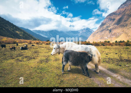 Beautiful white wild yak and amazing baby yak on pasture on the field against Himalayan mountains and blue sky with low clouds in Nepal in summer in s Stock Photo