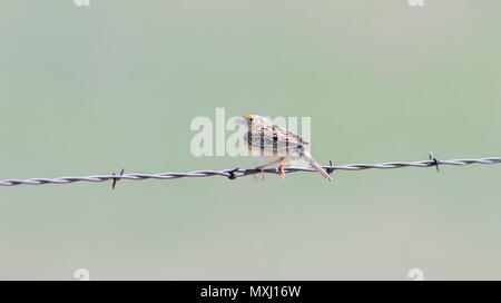 Grasshopper Sparrow (Ammodramus savannarum) Perched on a Barbed Wire Fence on the Grasslands of Colorado Stock Photo