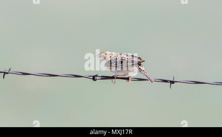 Grasshopper Sparrow (Ammodramus savannarum) Perched on a Barbed Wire Fence on the Grasslands of Colorado Stock Photo