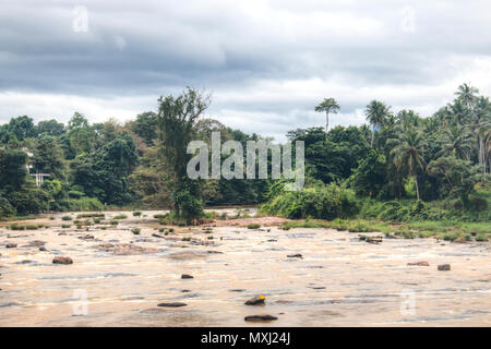 River through the jungle in Pinnawala in Sri Lanka Stock Photo