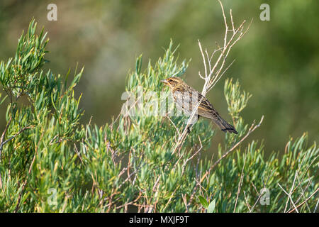 Female Red-winged Blackbird perched in willow bush. Stock Photo