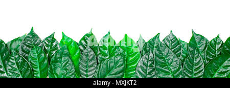 Banner Natural background with green leaves isolated on white background. Natural texture Flat Lay top View Stock Photo