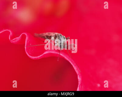 Male non-biting midge (Chironomidae) with plumose antennae sitting on a red flower Stock Photo