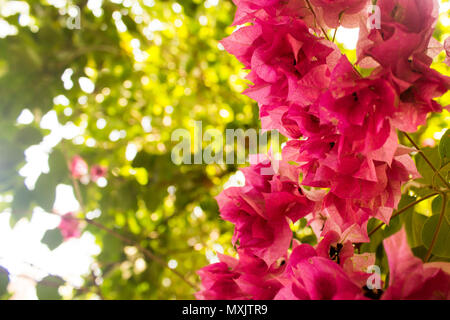 Close-up of a group of violet flowers with foliage as background. Stock Photo