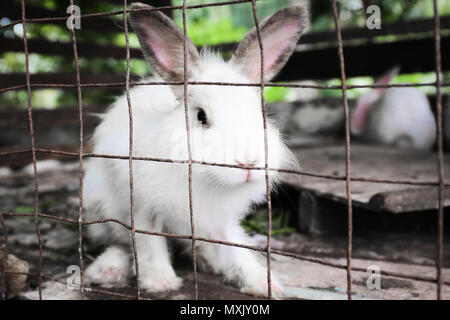 White Fluffy Rabbit Stock Photo