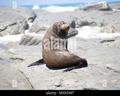 New Zealand Fur Seal on Rocks Twisting Head Behind to Look at Photographer Stock Photo