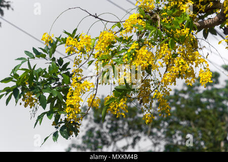 Sonalu Cassia fistula, known as the golden rain tree, canafistula and in ...